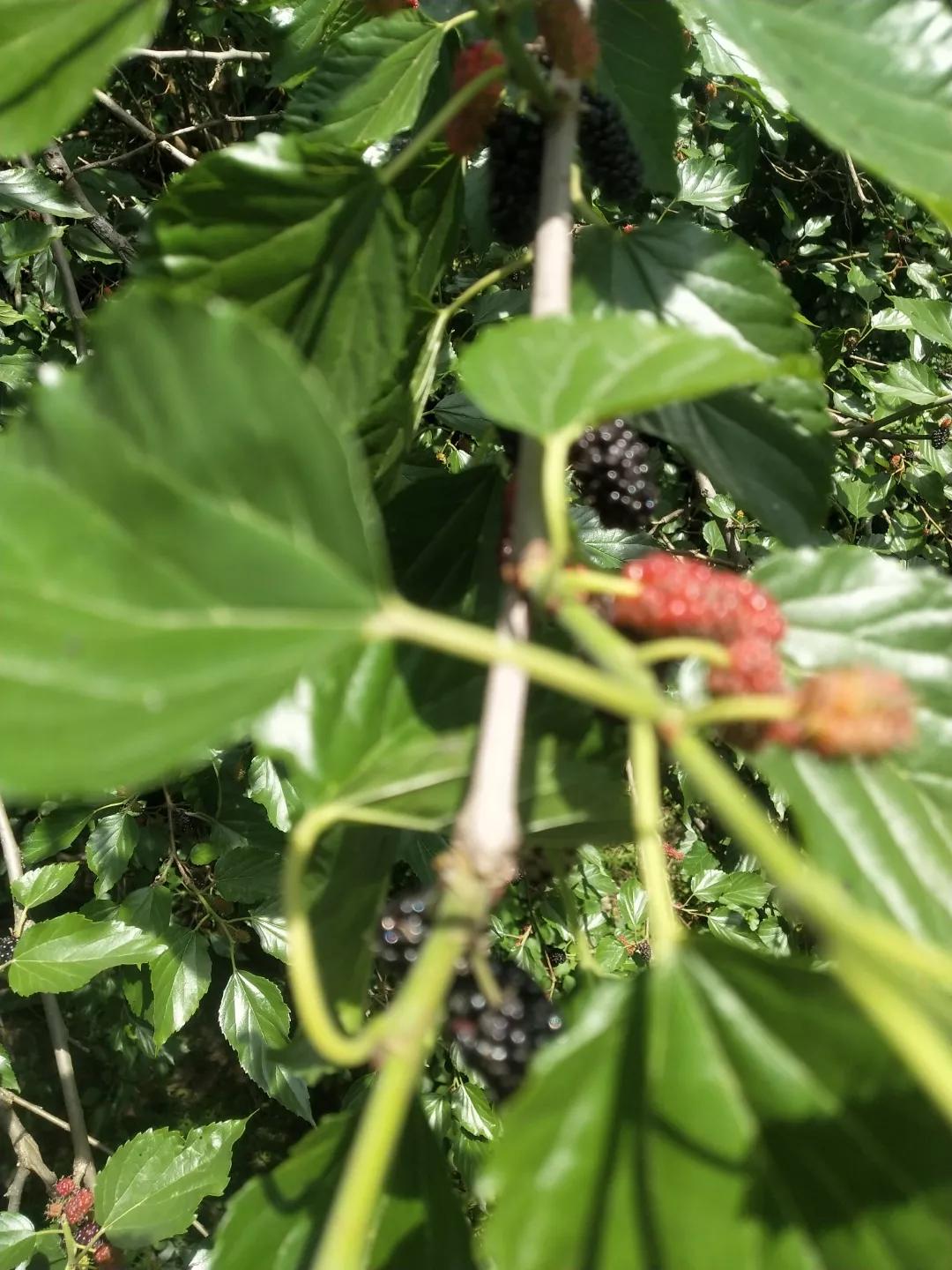 初夏时节。这里的桑葚熟了