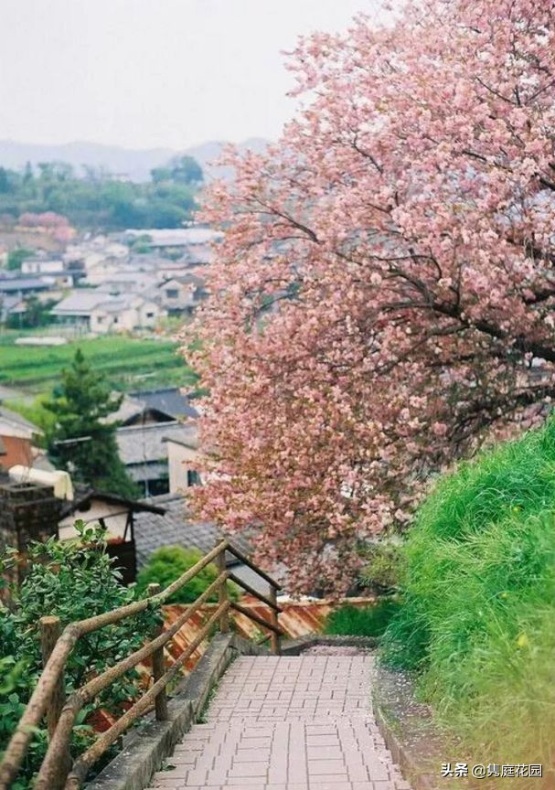 一个小院，花开四季，云淡风轻