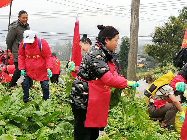 琢胜（重庆）建筑修缮志愿者帮助农户收砍青菜头