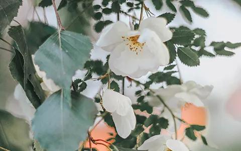 清明节的由来和习俗