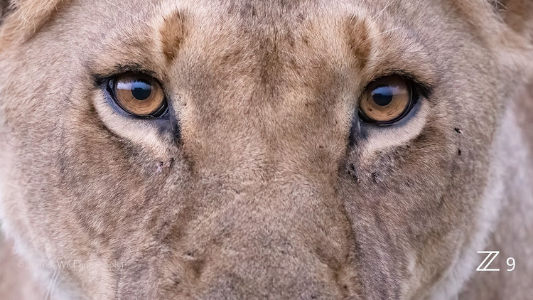 尼康Z9 非洲实战测评（一）优秀的高感画质