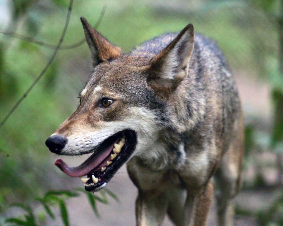 红狼犬的优点和缺点(犬科动物中最稀有的代表)