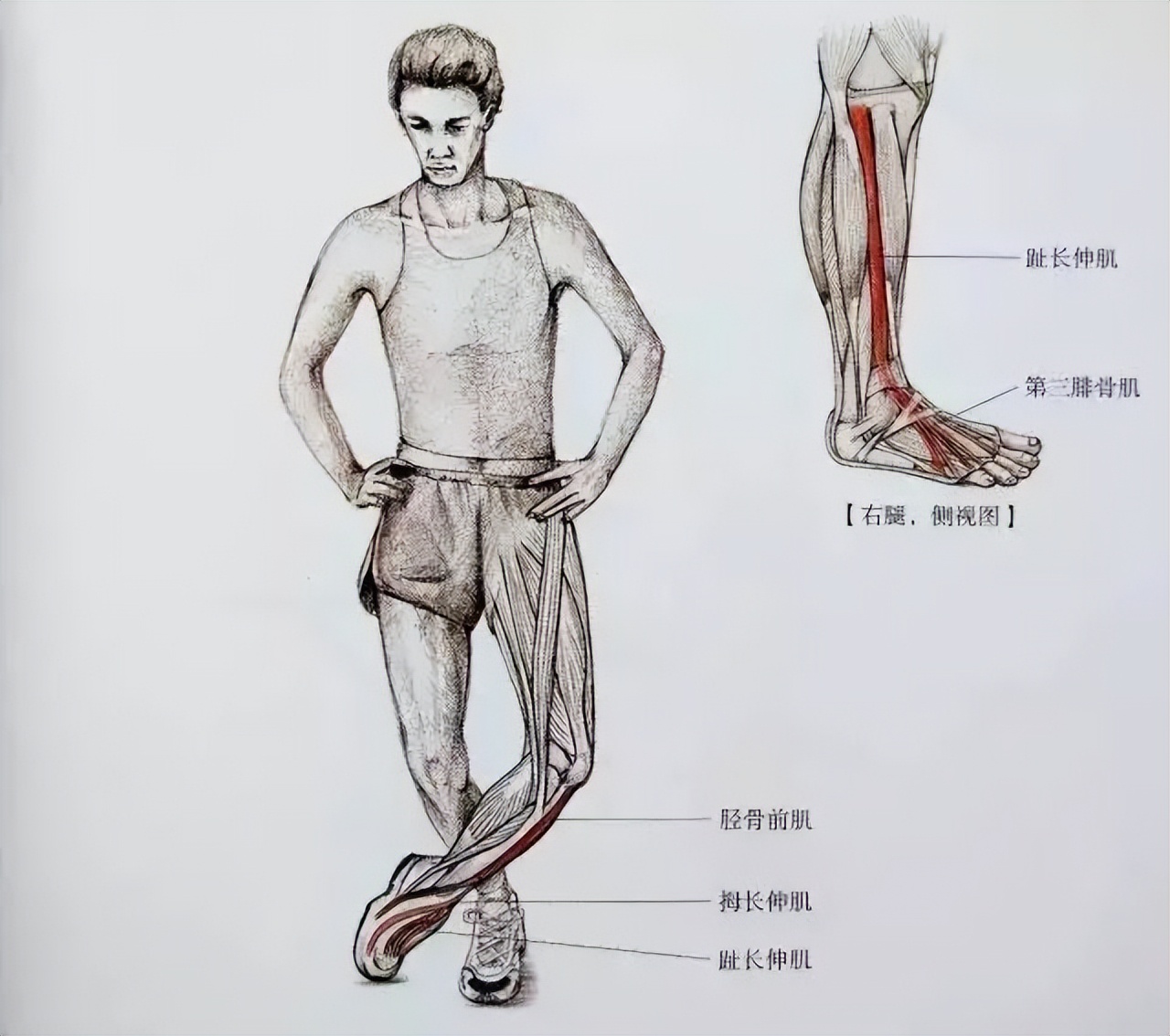 肌肉紧张显小腿粗,小腿拉伸图解告别疙瘩腿