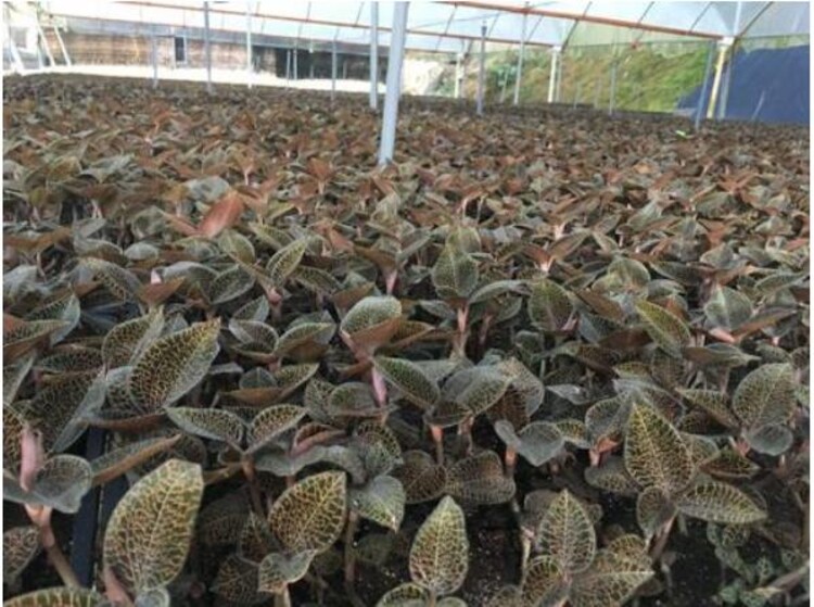 药王之称的金线莲，市场价格497.75元/斤，种植能月入万元？
