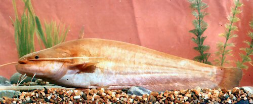 黑龙江鱼类之“三十二杂鱼”图谱