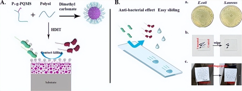 「科研快报」低表面能和杀菌协同增效抗菌机制的透明聚氨酯涂料