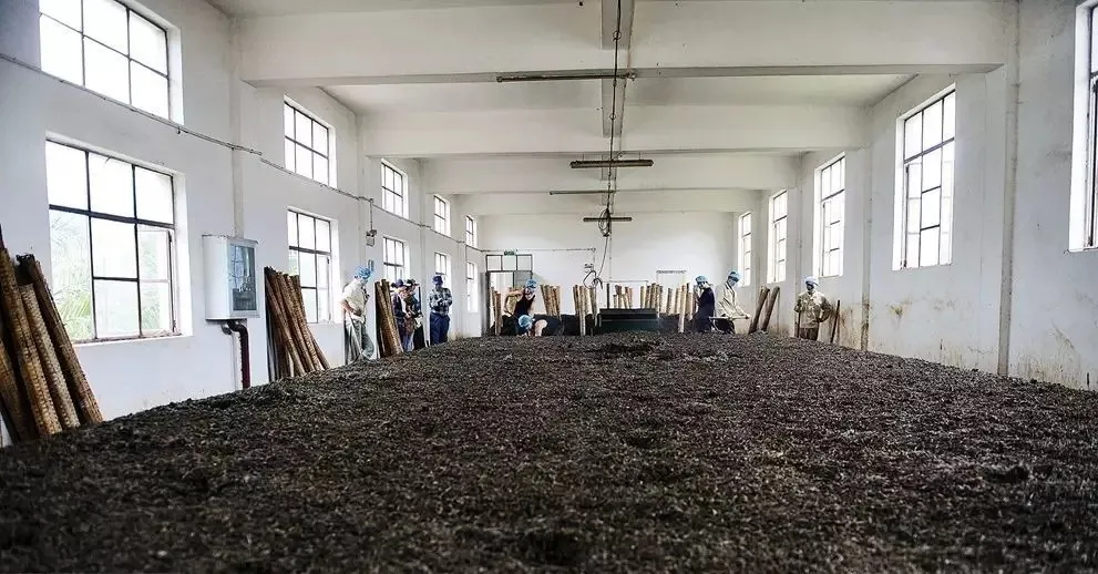 茶食日记 ▏“茶化石”是什么？碎银子和老茶头是一回事吗？