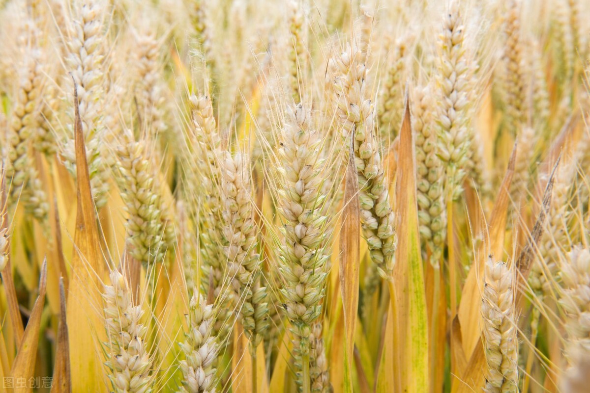 7月1日 全国小麦调价信息