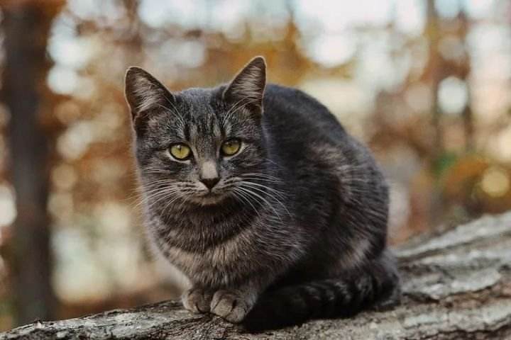 母鸡蹲 猫咪（猫咪母鸡蹲的行为其实有这些含义）