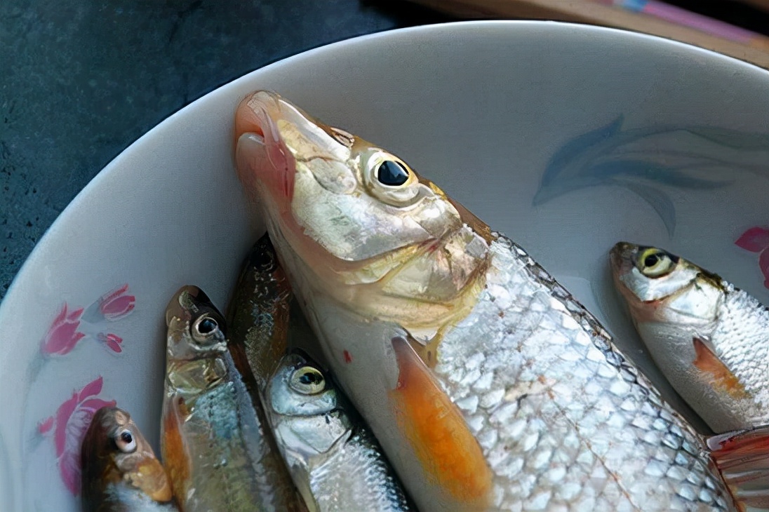 黑龍江魚類之“三十二雜魚”圖譜