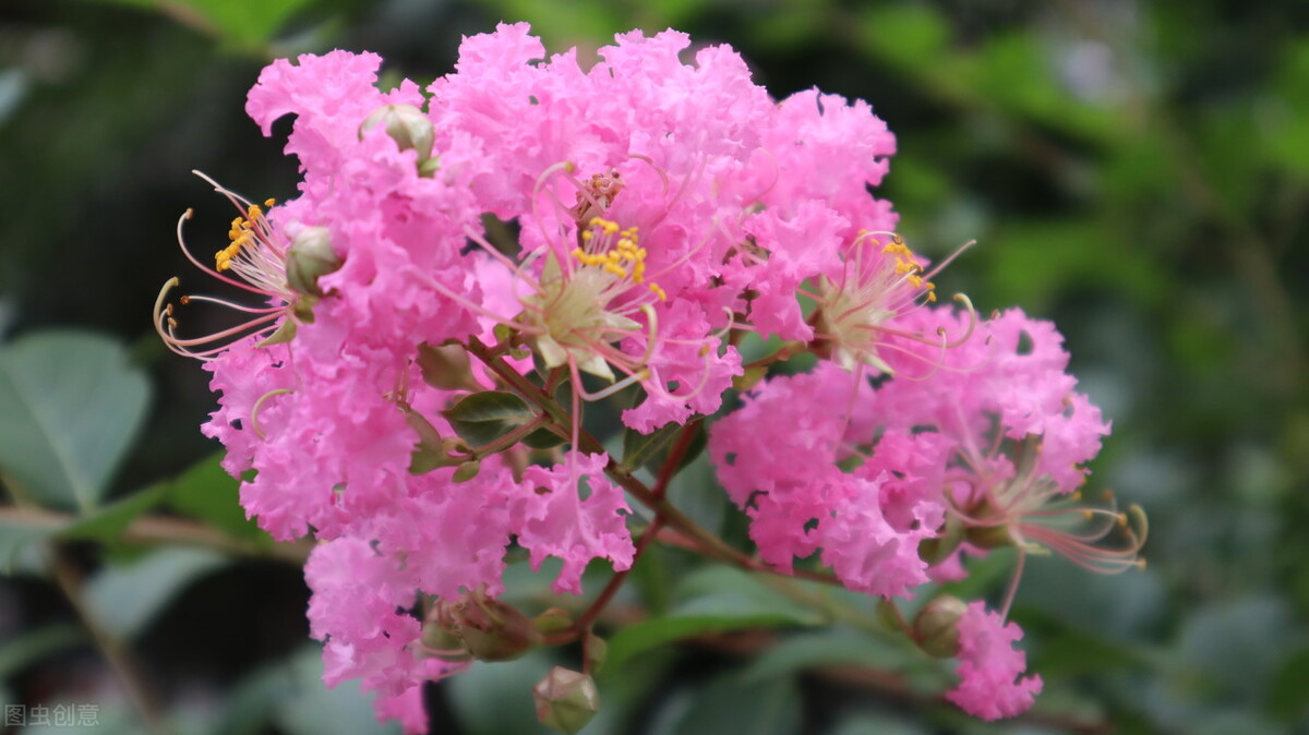 独坐黄昏谁是伴，紫薇花对紫微郎——紫薇，谁言“花无百日红”