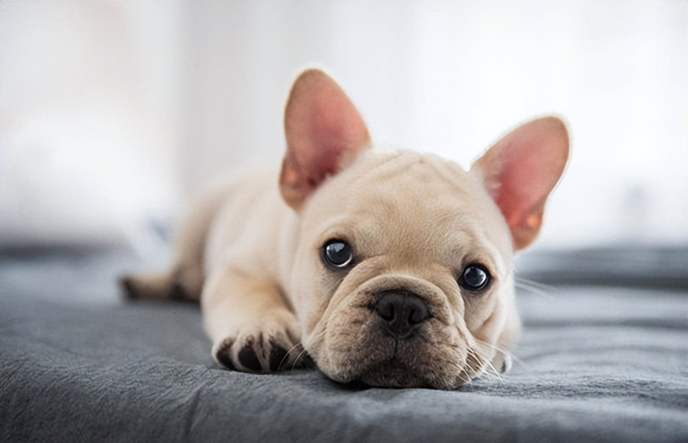 巴哥犬和法国斗牛犬有什么区别,为什么法斗更多人养?