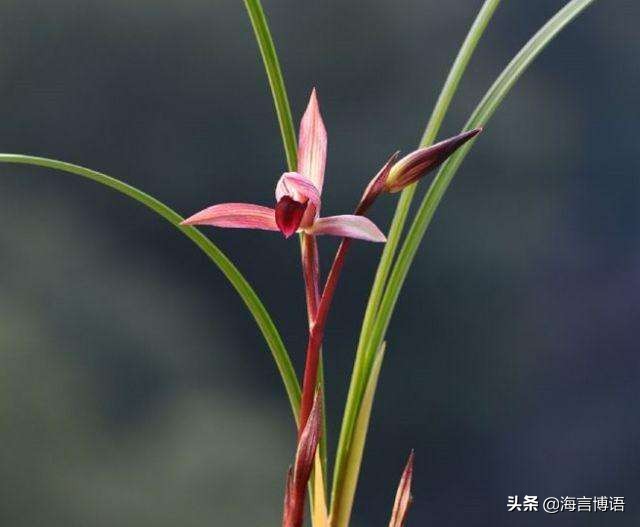 兰花幽香淡雅，如诗如画，令人心旷神怡，仿佛置身于清风徐来的山间幽谷之中。