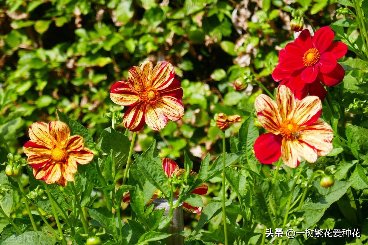 耐寒宿根花卉（两季都适合种的30种宿根花卉）