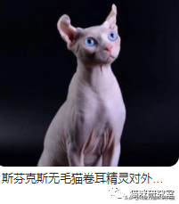 买猫防坑指南3：猫的价格规律，和三十种常见品种猫的合理价格