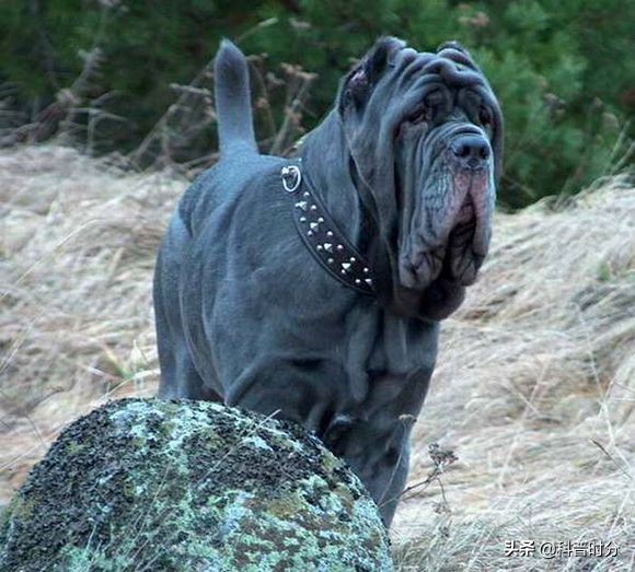 世界上凶猛的十种狗，日本土佐犬上榜，藏獒排名第二