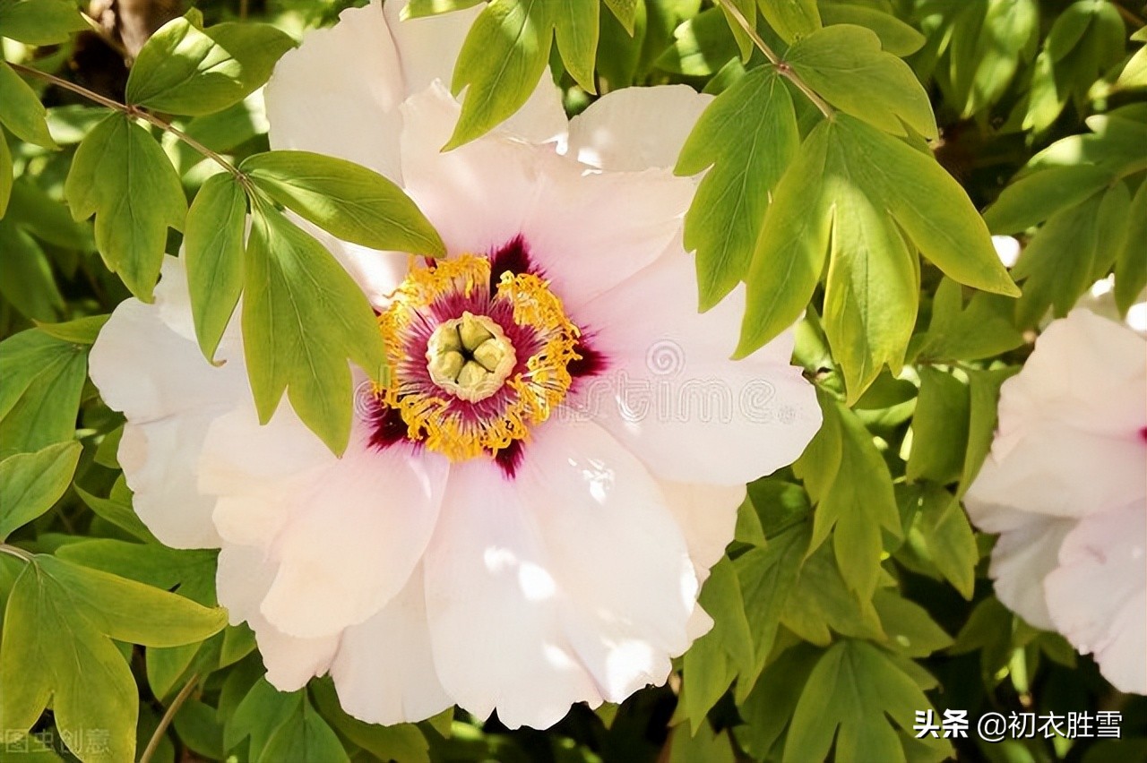 晚春牡丹花美诗9首：万户千车看牡丹，花开时节动京城