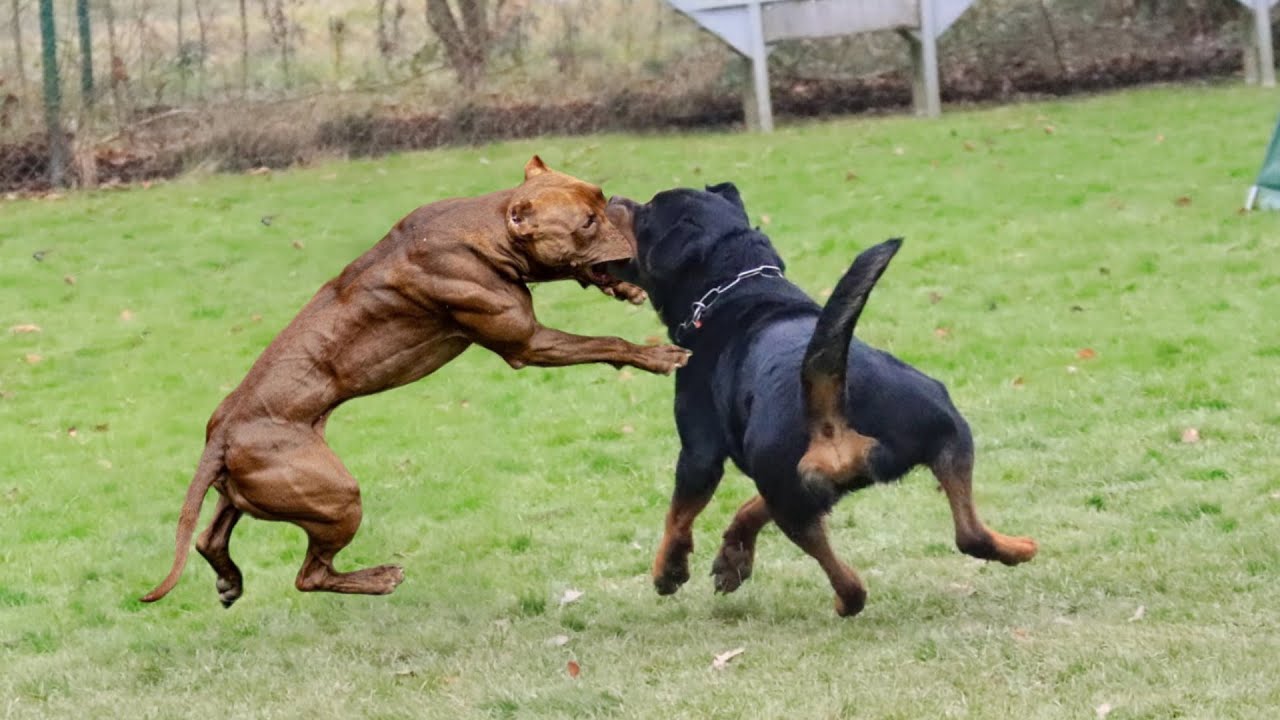 羅威納犬價格多少錢一隻比特犬vs羅威納犬