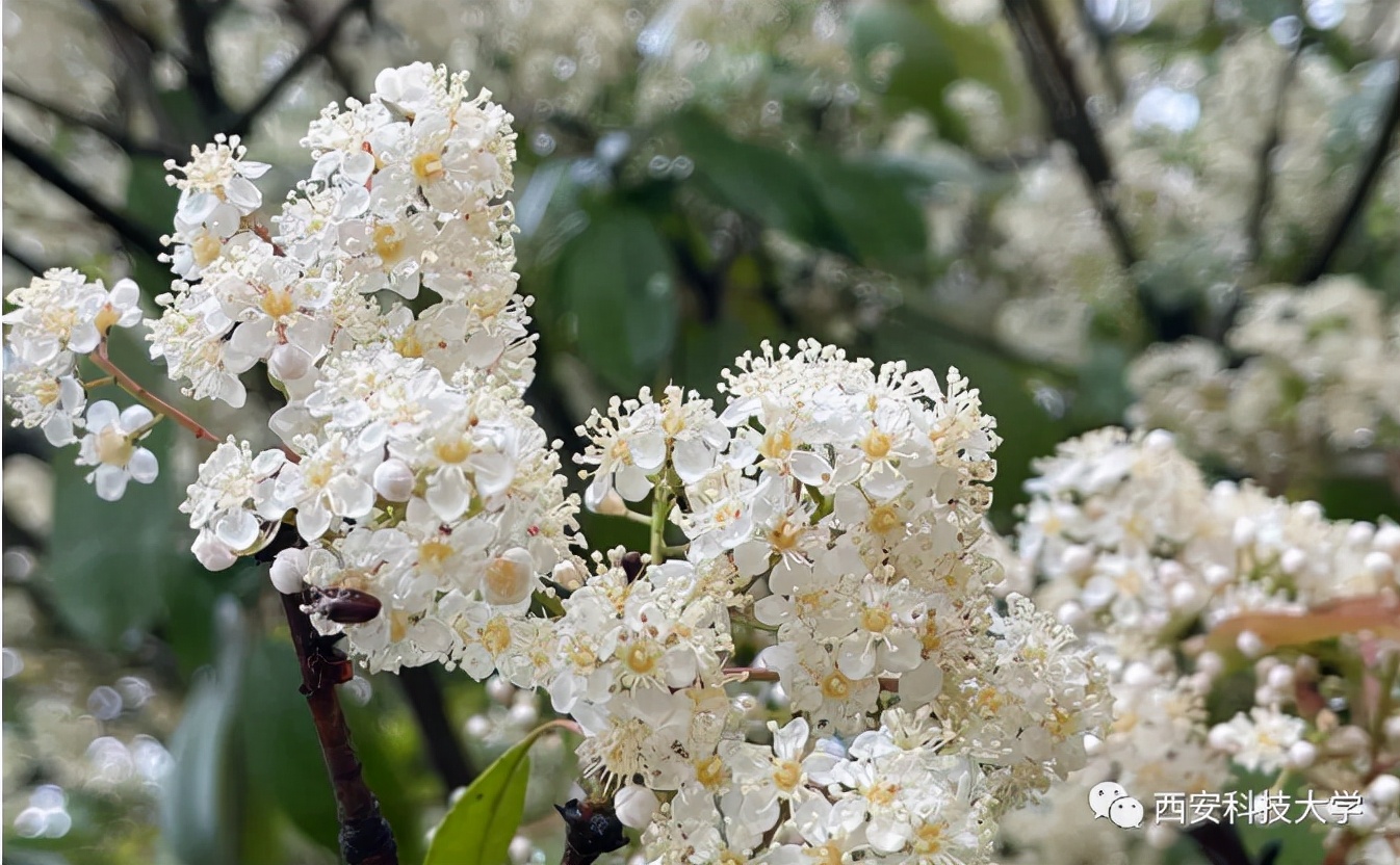 地铁双线直达，毗邻5A景区！陕西这所高颜值大学，“校花”云集