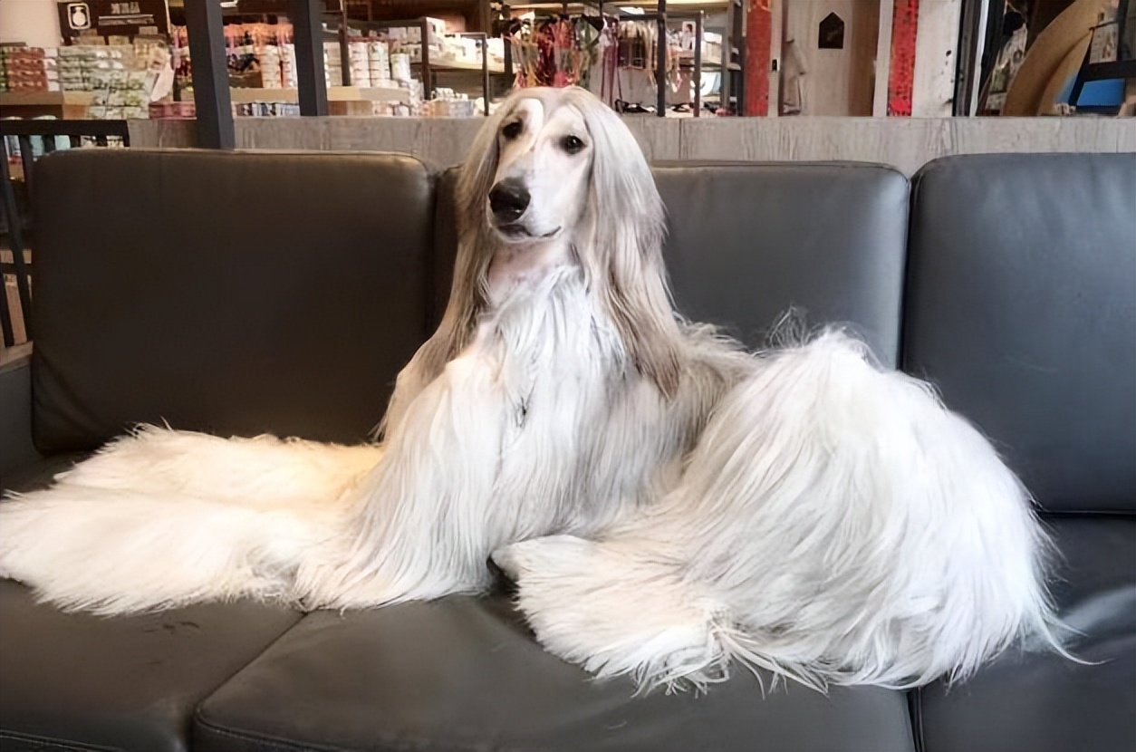 阿富汗猎犬纯种多少钱(这5种狗饲养成本高) - 价格百科