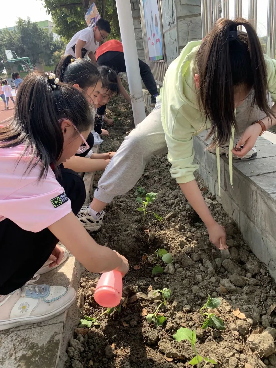 以劳动之名 收获成长之乐｜新兴小学开展“小农夫”劳动教育课程