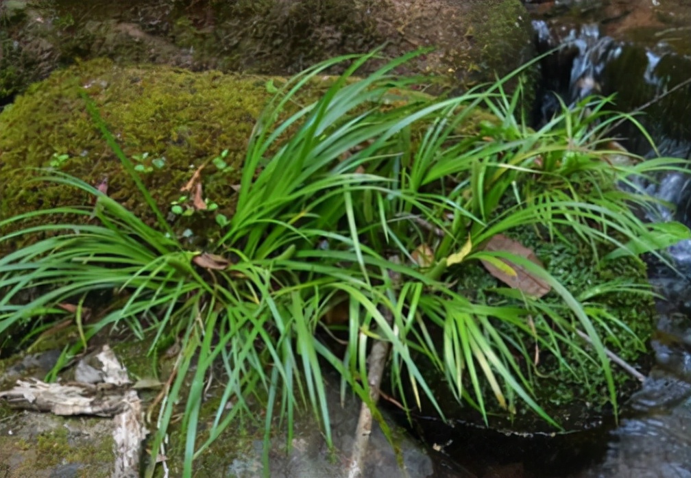 石菖蒲圖片石菖蒲長在河邊岩石上