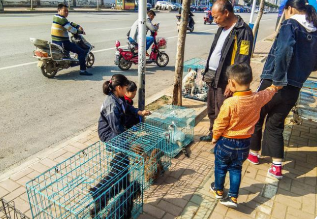 狗市上，这几种狗串的最多，你上当了吗？