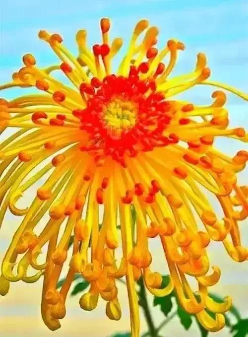 分享图片—漂亮的菊花