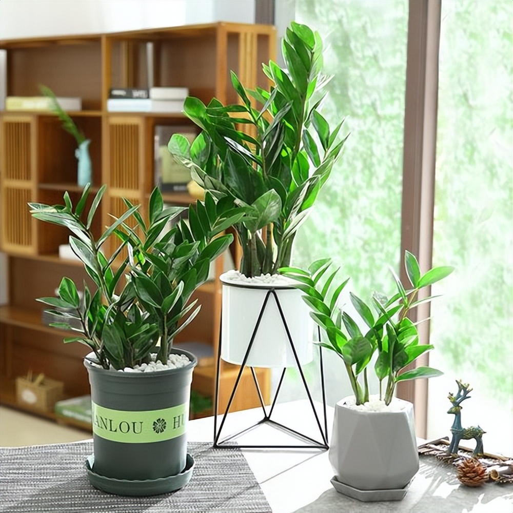 7种“洋气花”，好养又高雅，客厅一放，干净大气，旺家好运来