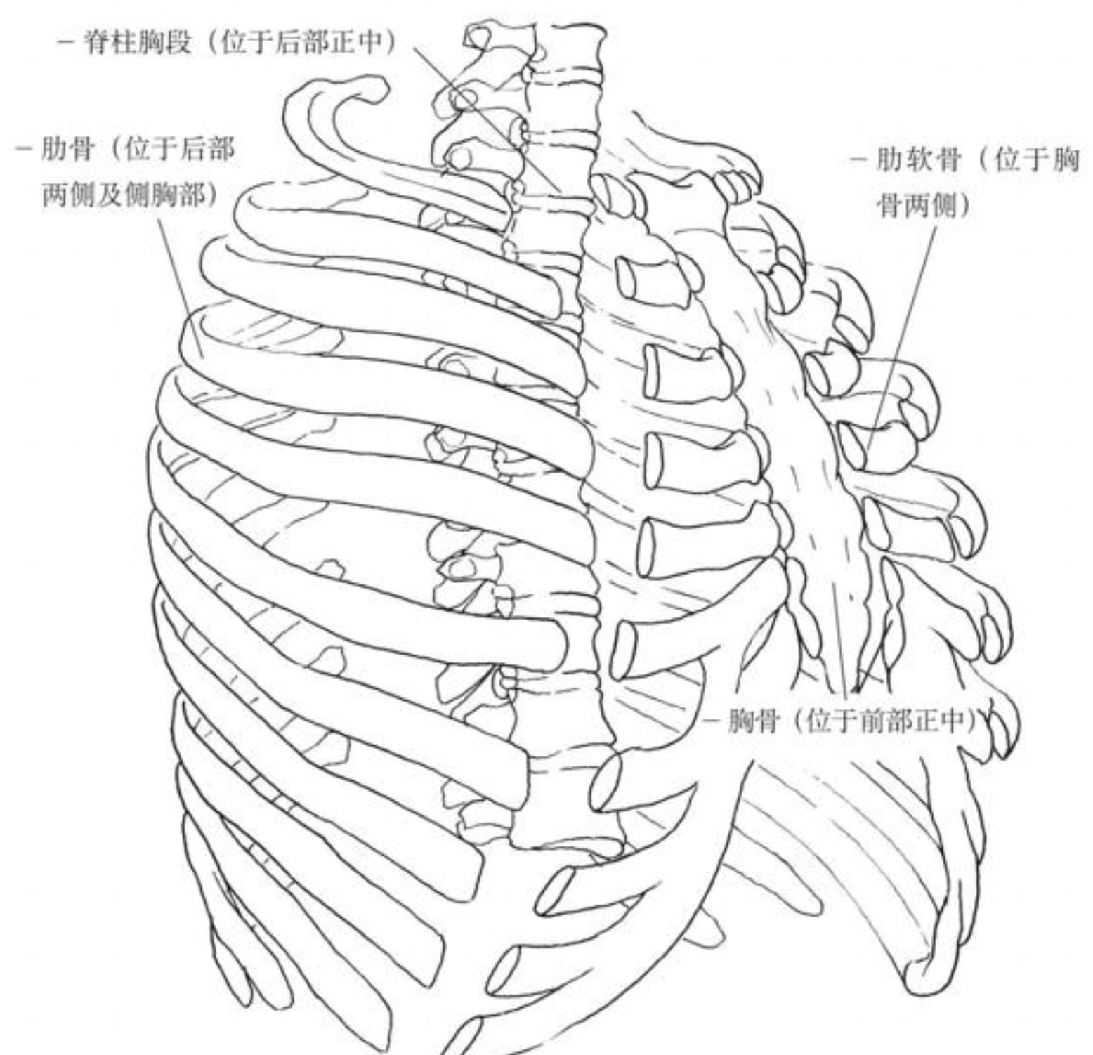 呼吸相关的骨骼(重点介绍胸廓部位)