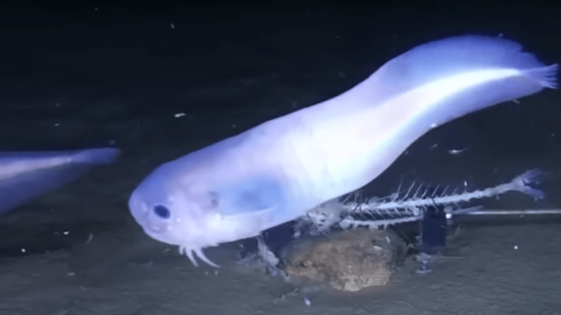 深海龍魚,深海龍魚圖片