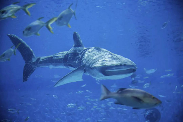 全球首条！国产仿生鲸鲨亮相上海海昌海洋公园
