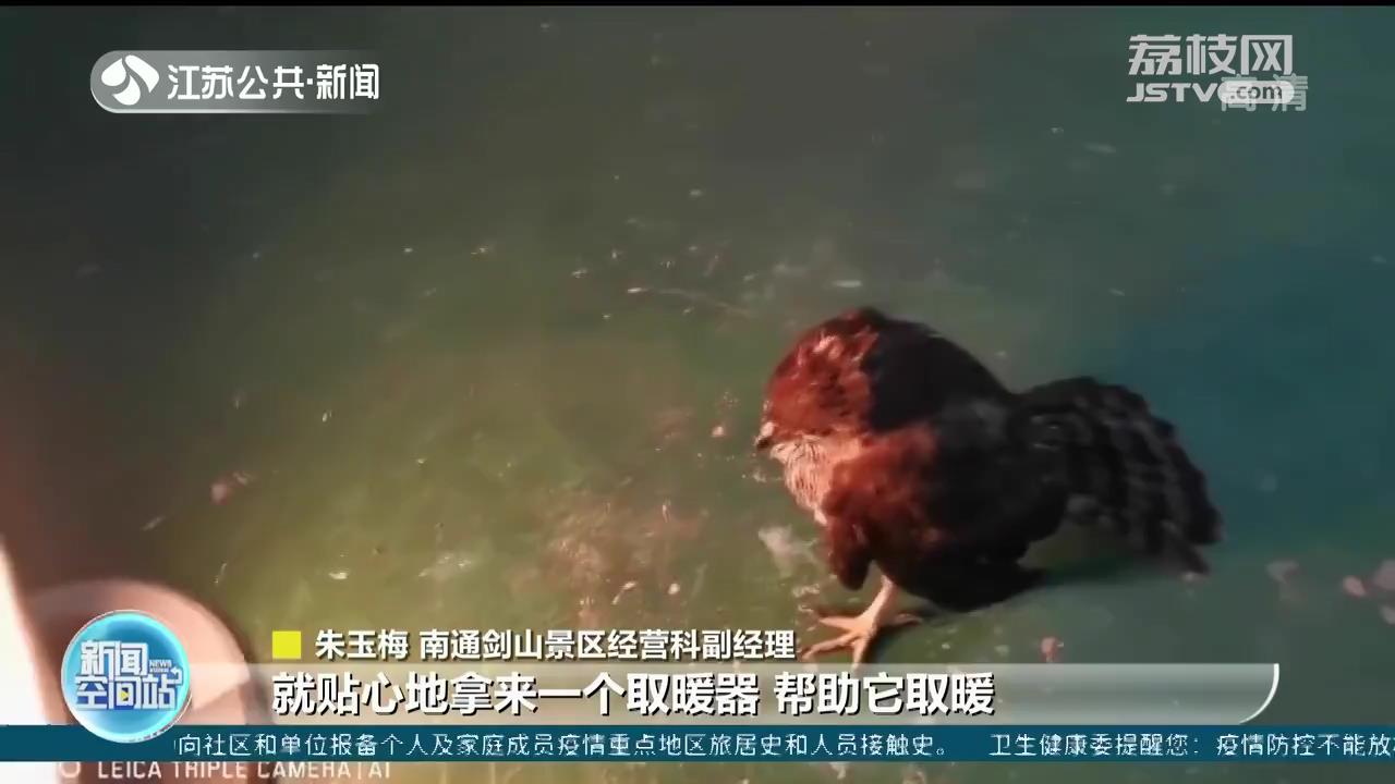 落水雀鹰被在南通救助 原是国家二级保护野生动物