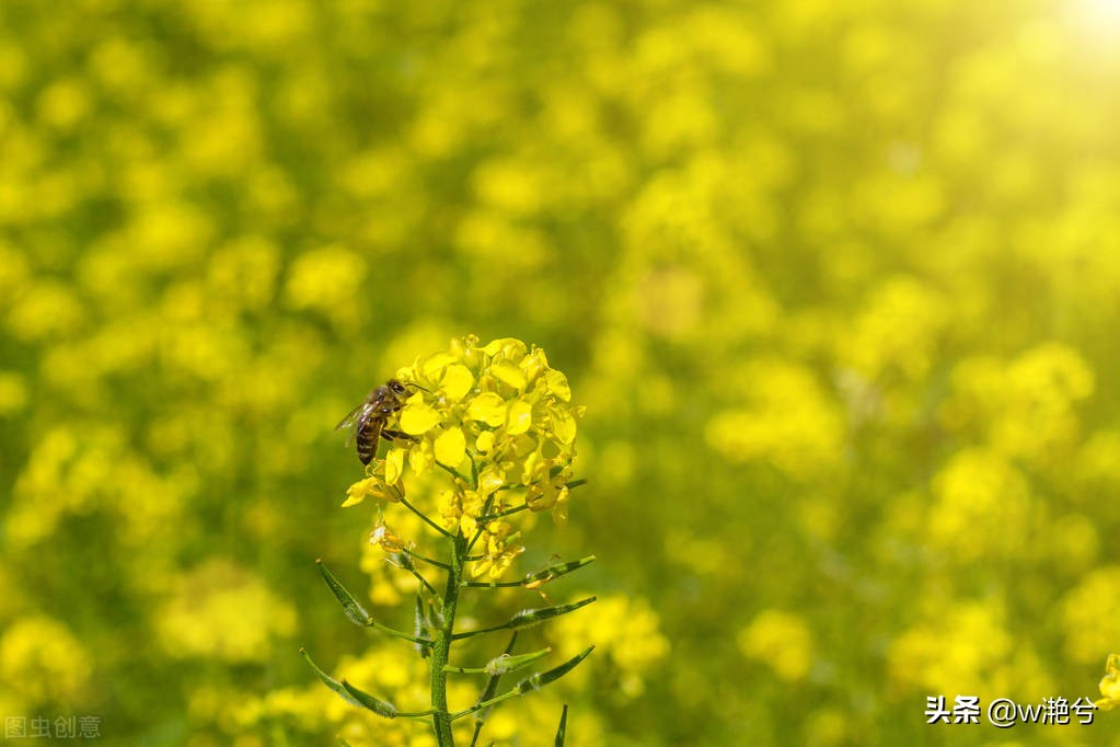 春天的颜色——红白黄紫绿