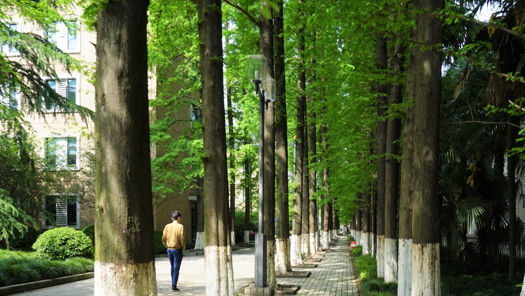 糟糕，同济大学的浪漫太会俘获人心了吧