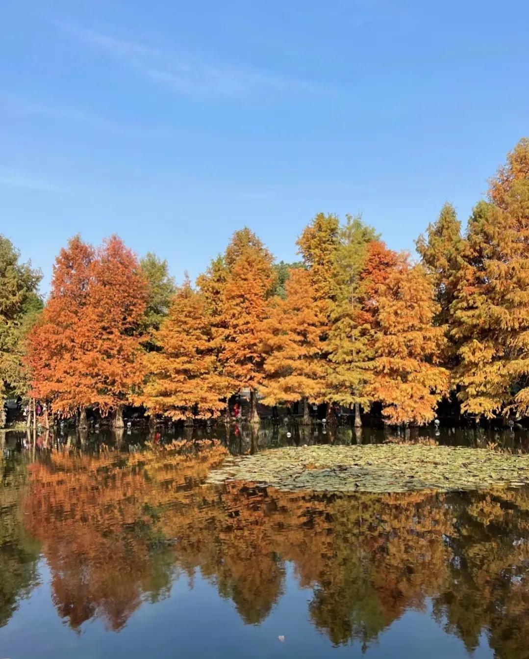 大语文时代•小作文•秋天的窗外