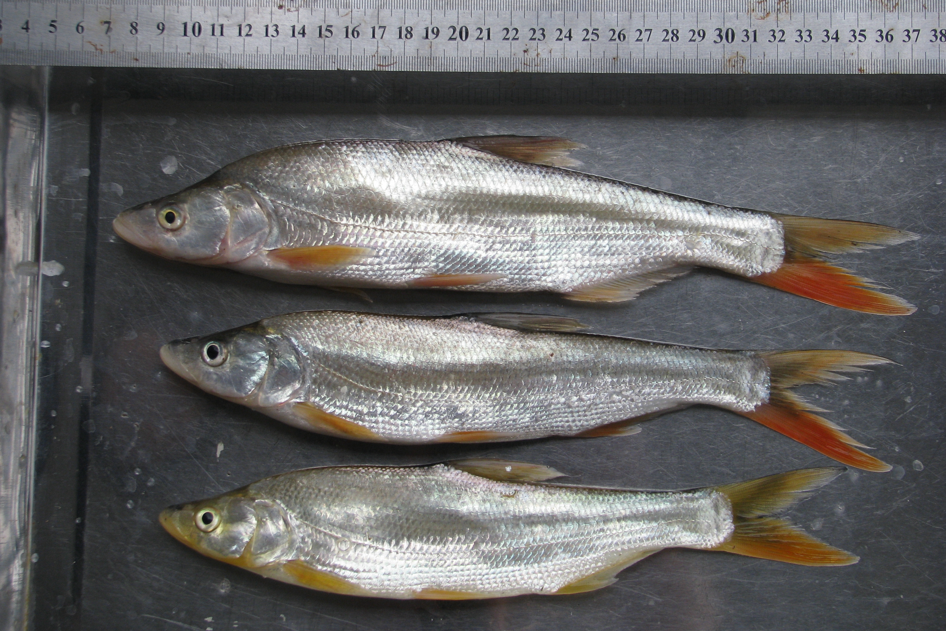 16,蒙古鲌达氏鲌/culter dabryi,过去叫青梢红鲌,俗名青梢,青桔子,偻