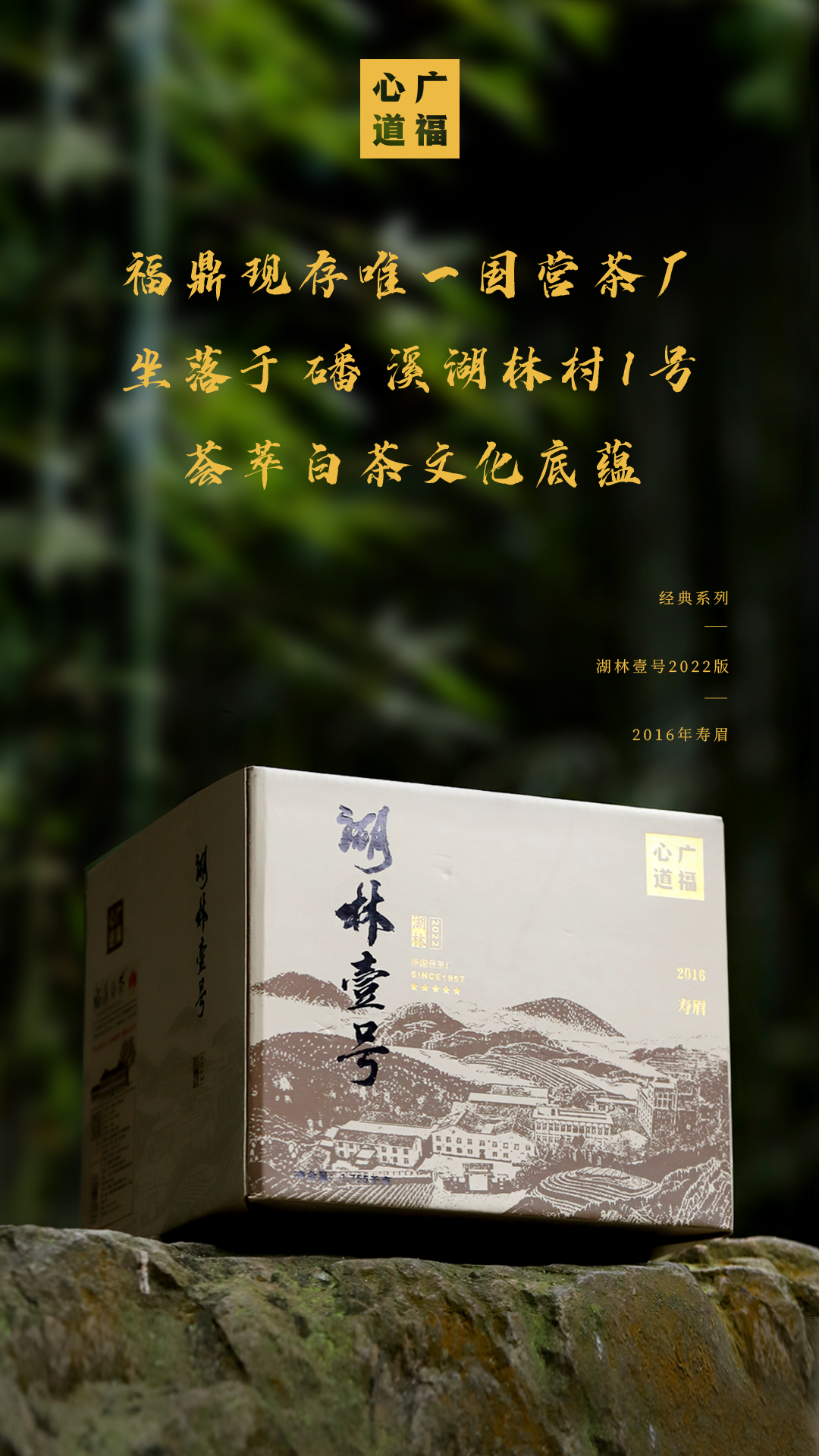 广福心道福鼎白茶湖林壹号上新，心道老茶初门槛，磻溪寿眉真关卡