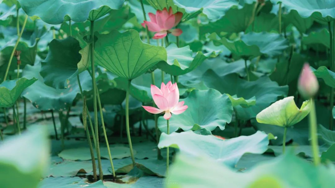 10首最美夏至诗词，凉风送爽，池清荷香，温柔了整个夏天