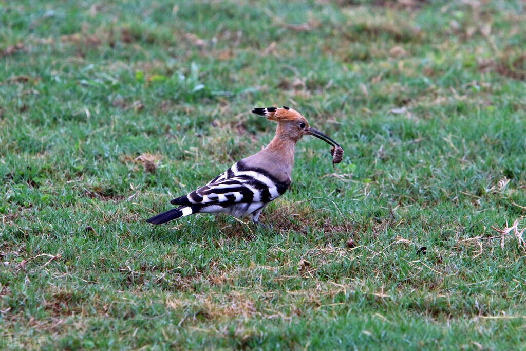 湖北恩施发现一种怪鸟,头上戴羽冠,尖嘴细长,相传此为阳雀马