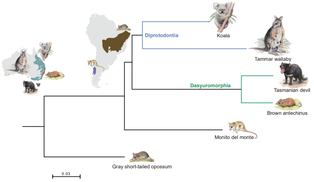 为什么南美的小山猴，“长得像”澳洲的袋鼠？