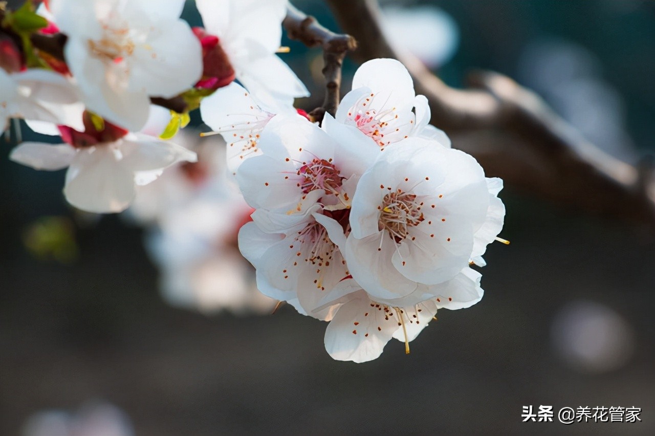 杏花几月开花（杏花微雨惊艳了江南的三月天）