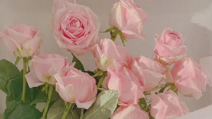 关于玫瑰的永不落俗的高级文案