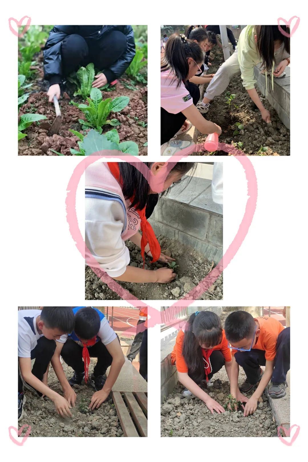 以劳动之名 收获成长之乐｜新兴小学开展“小农夫”劳动教育课程