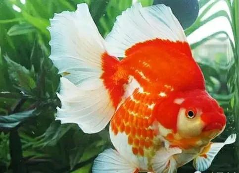 国粹金鱼——鎏金_观赏鱼类_西南渔业网 水产养殖专业网 渔业行业门户