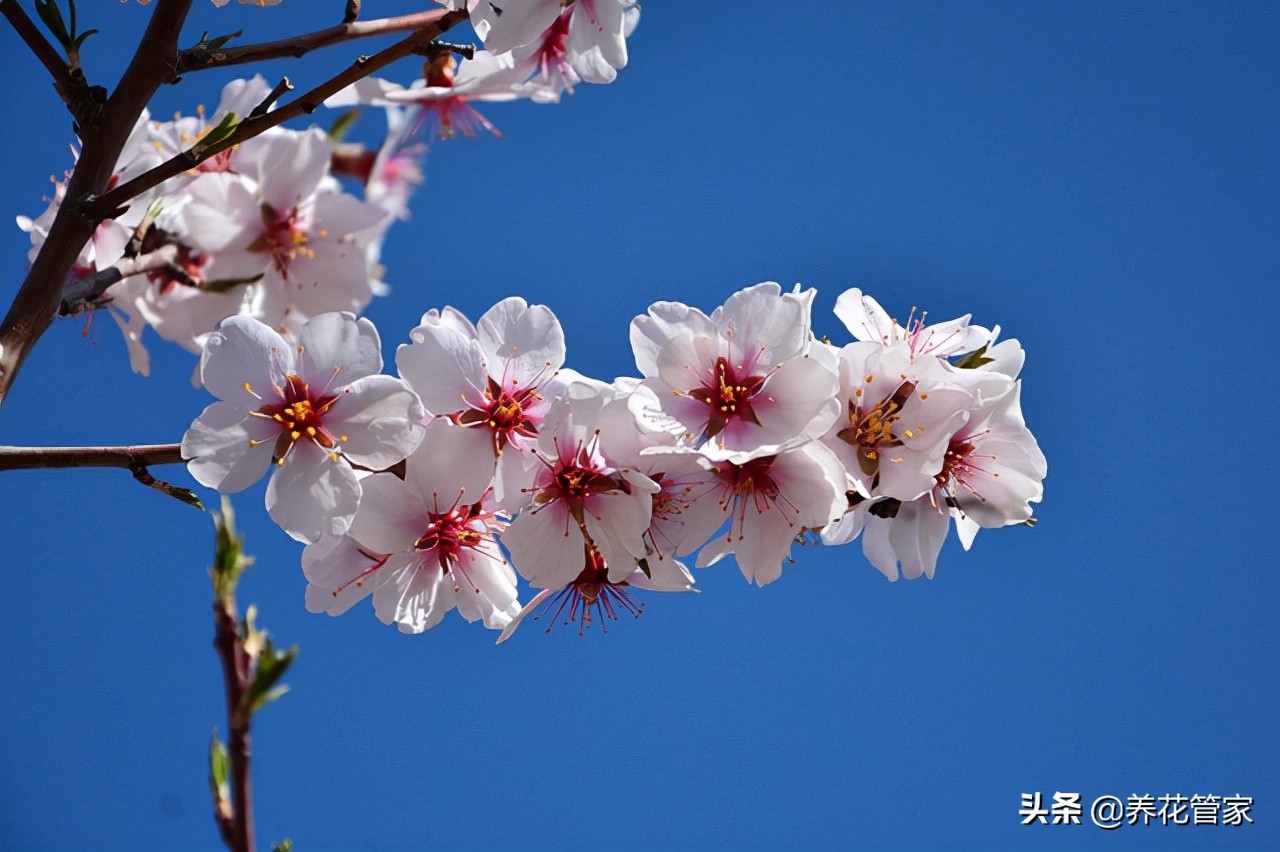 杏花几月开花（杏花微雨惊艳了江南的三月天）