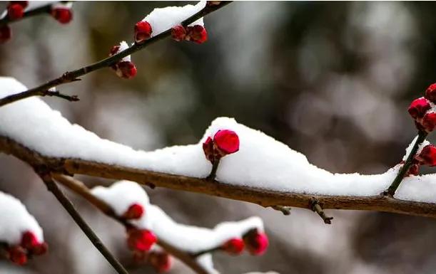 那些牛人的写雪不见雪的雄词