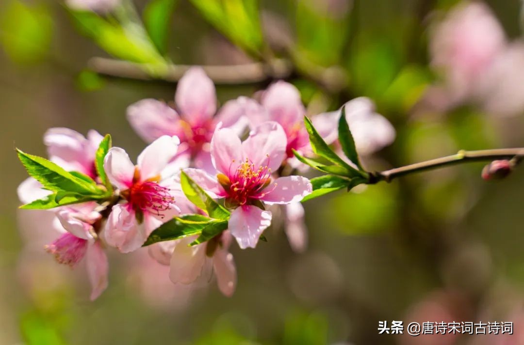 看遍春花，春未老