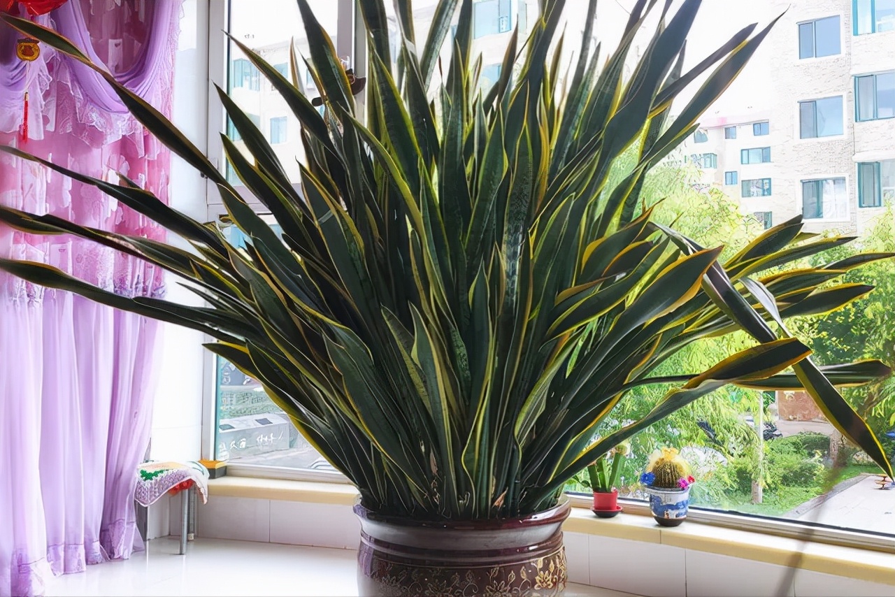 客厅最旺宅的大型植物（吸废气造氧气，旺家又吉利）-第25张图片