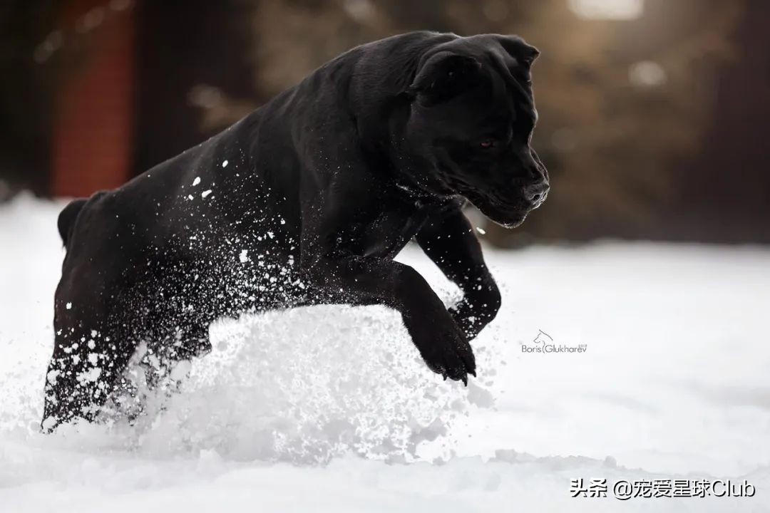 百科 | 卡斯罗，古罗马的农场护卫萌犬